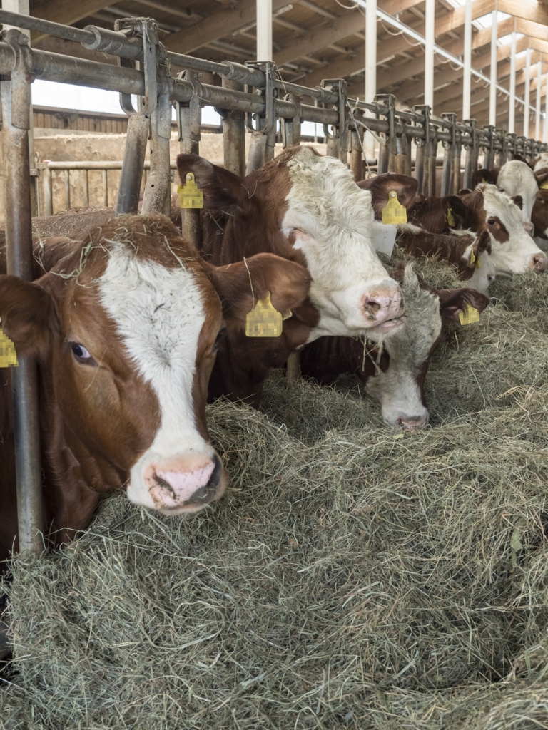 Die Tierhaltung Gut Granerhof